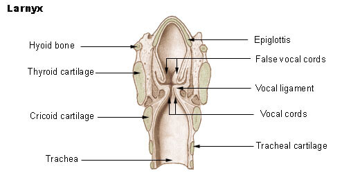 Deeper Voice Throat Diagram